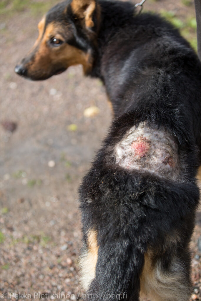 hund hot spot våteksem fukteksem vård