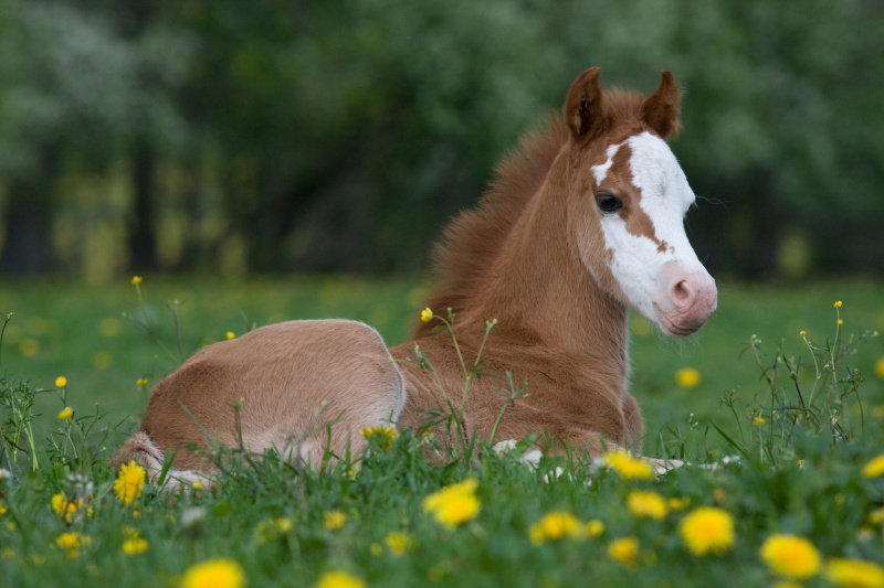 Red mule foal sun protection