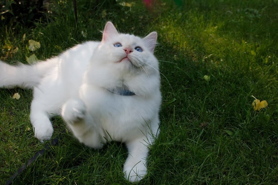 white cat whote ears sun sensitive sun protection
