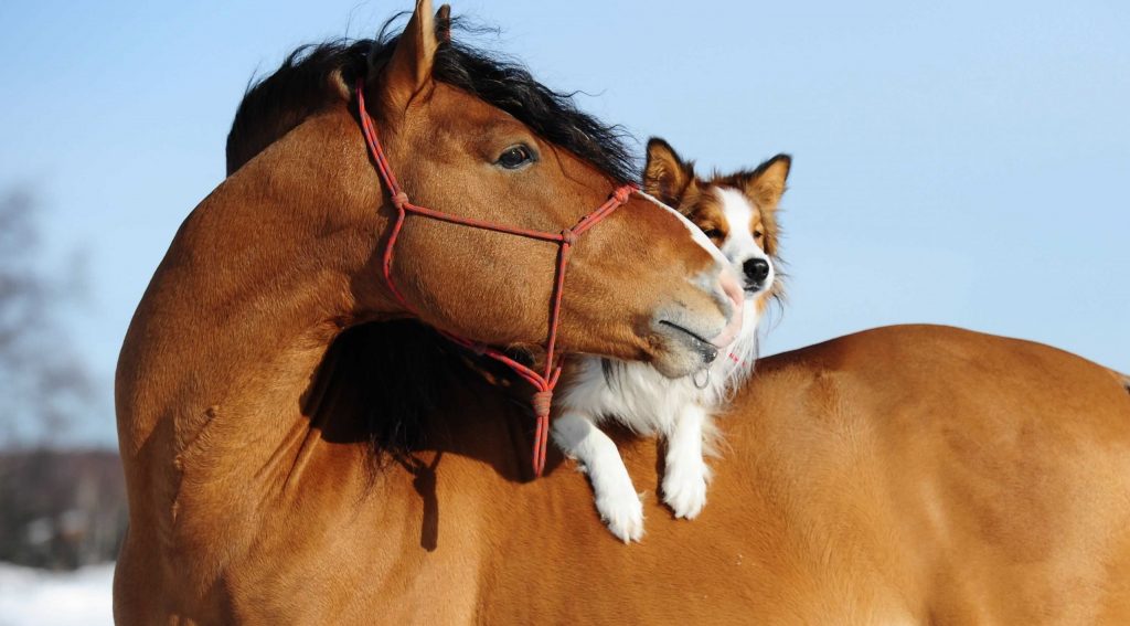 BANNER hevonen koira - häst hund - horse dog