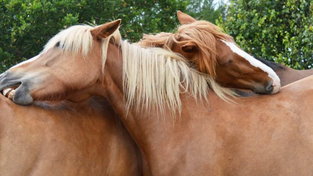 BANNER hevoset kutisee - hästar kliar - horses itching