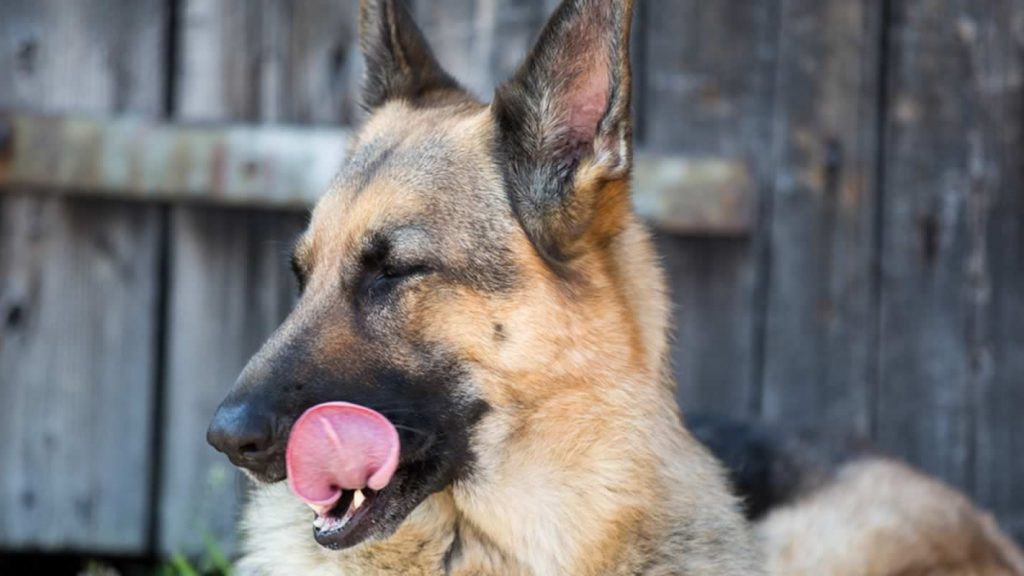BANNER koiran korvat - hund öra - dog ears
